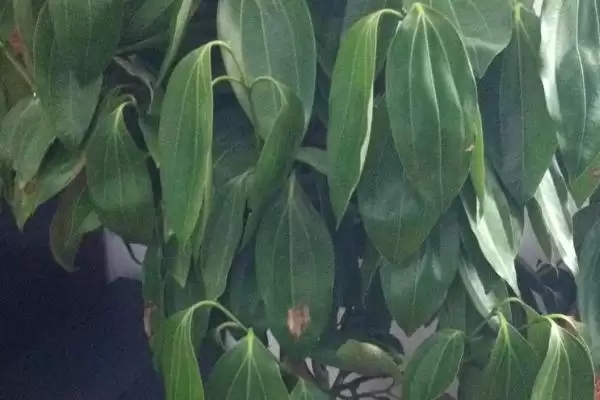 图片[2]-探寻悬铃花叶片萎蔫原因的方法和重点？探寻悬铃花叶片萎蔫原因要做好哪些细节？-会东网