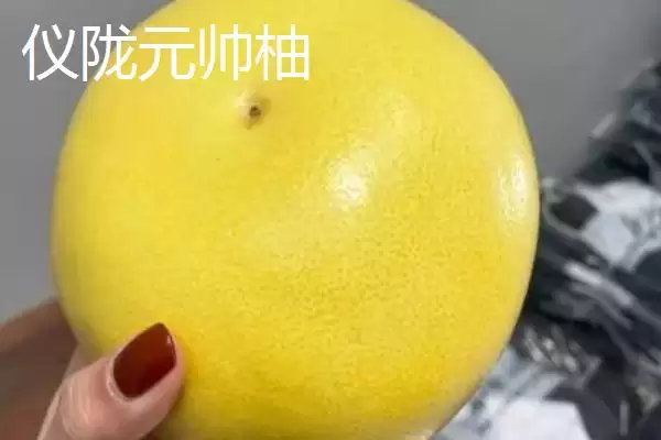 图片[4]-四川仪陇县的特产？认识四川仪陇县特产要探究哪些特色产品详情？-会东网