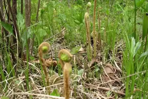 图片[4]-薇菜的亩产量？了解薇菜亩产量要考虑哪些种植技术、环境和品种影响因素？-会东网