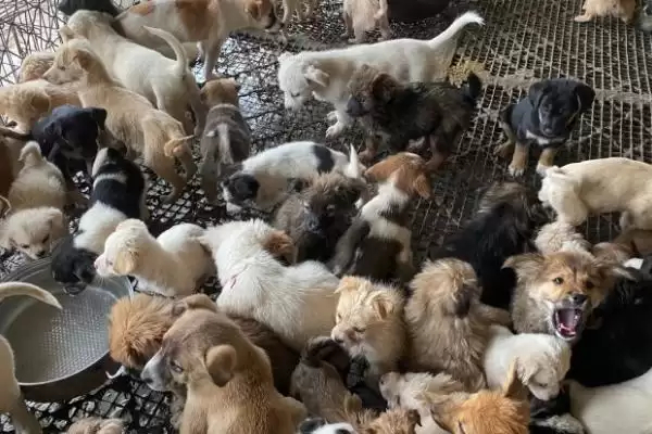 图片[5]-认识养殖肉狗误区的方法和重点？认识养殖肉狗误区要做好哪些细节？-会东网