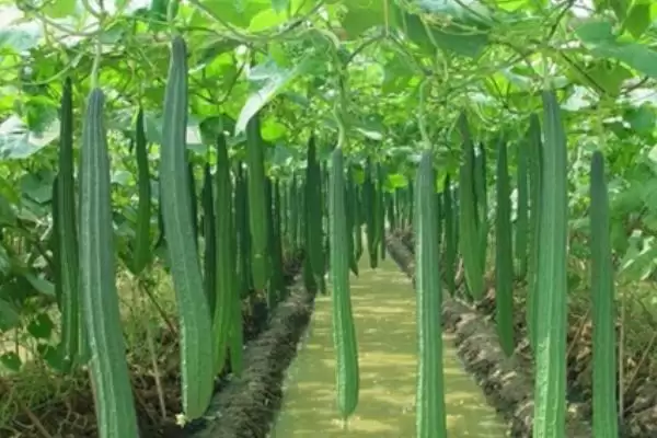 图片[4]-丝瓜的种植方法？种植丝瓜要遵循哪些科学的种植步骤和管理要点？-会东网