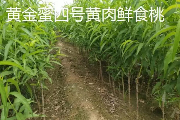 图片[8]-桃树苗品种优选：秋彤桃为何是国内最好的品种？-会东网