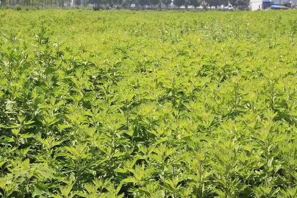 图片[4]-种植艾草的流程和要点？种植艾草需把控哪些关键环节？-会东网