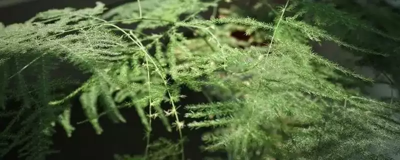 文竹的品种？了解文竹品种要知晓哪些关键的品种分类和植物形态差异要点？-会东网
