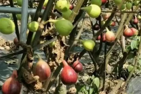 图片[2]-无花果繁殖的方法和要点？繁殖无花果需掌握哪些关键技术环节？-会东网