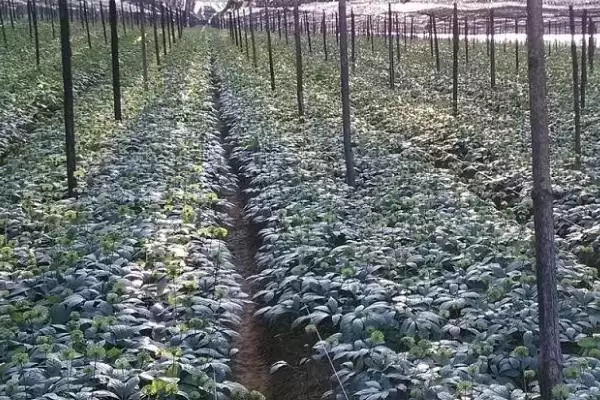 图片[6]-种植中草药的方法和要点？种植中草药要掌握哪些关键步骤？-会东网