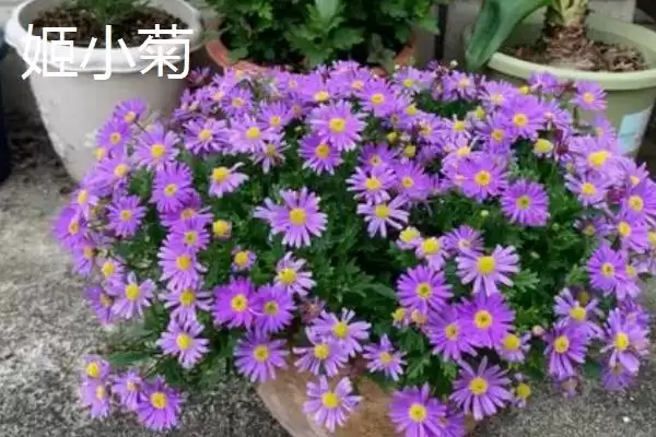 图片[3]-挑选品质好的小菊系菊花种子的方法和重点？挑选品质好的小菊系菊花种子要做好哪些细节？-会东网