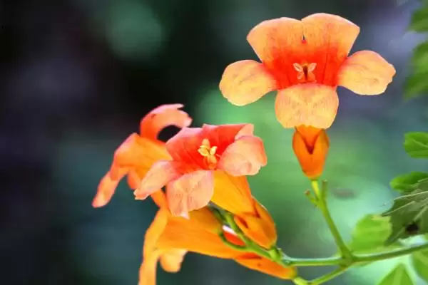 图片[4]-什么是凌霄花？认识凌霄花要了解哪些关键的花卉形态和生长特性？-会东网