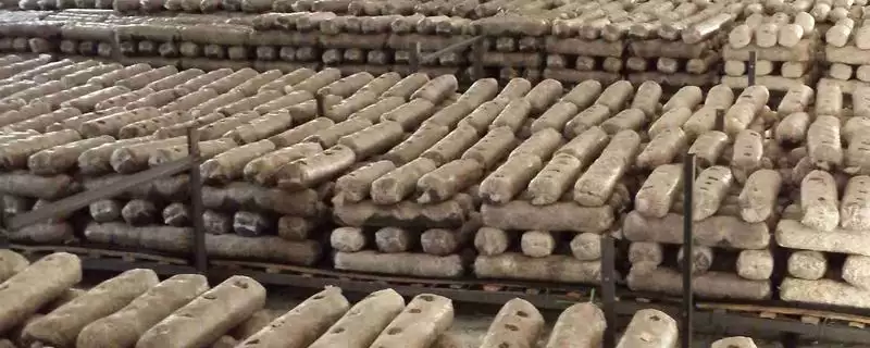 香菇烂棒的原因和要点?分析香菇烂棒原因需关注哪些方面?-会东网