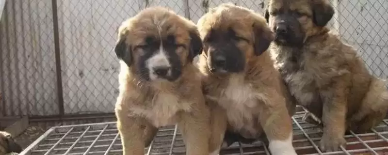 认识养殖肉狗误区的方法和重点?认识养殖肉狗误区要做好哪些细节?-会东网
