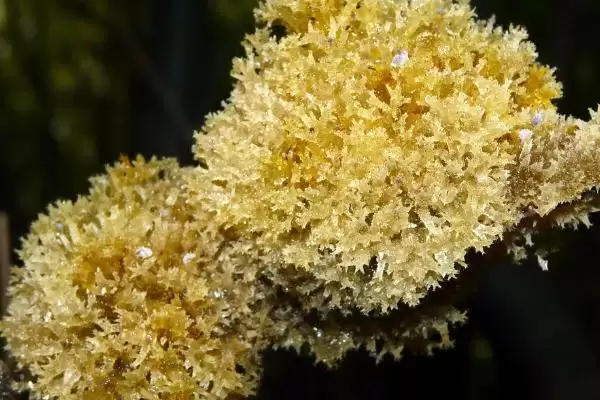 图片[3]-竹燕窝市场前景的分析和要点？分析竹燕窝市场需关注哪些要素？-会东网