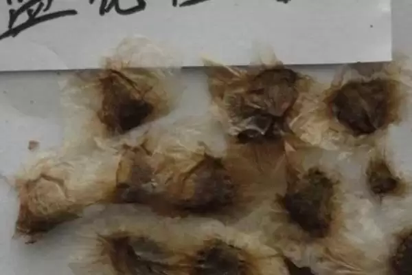 图片[3]-蓝花楹的种植方法 ,蓝花楹在 3 月中下旬种植有何优势？-会东网