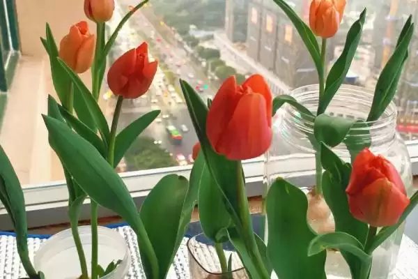 图片[4]-水培郁金香的方法？水培郁金香要遵循哪些科学的水培步骤和管理要点？-会东网