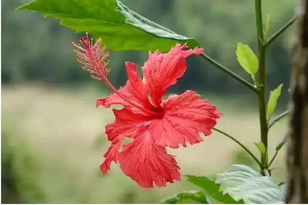 图片[2]-如何让朱槿花过冬？养护朱槿花过冬要采取哪些有效的保暖措施？-会东网
