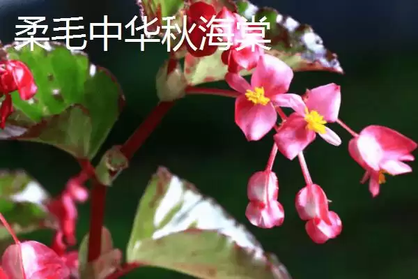 图片[5]-秋海棠品种大集合：单翅秋海棠及中华秋海棠等介绍-会东网