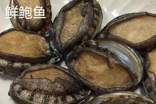 图片[4]-鲜鲍鱼和干鲍鱼区别的要点和对比？分辨鲜鲍鱼和干鲍鱼需注意什么？-会东网