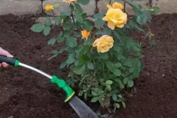 图片[4]-养月季花的方法和重点？养月季花要做好哪些细节？-会东网
