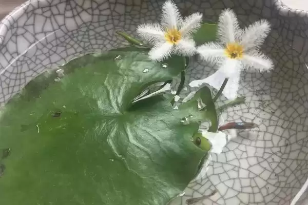 图片[4]-处理一叶莲水培叶子腐烂的方法和重点？处理一叶莲水培叶子腐烂要做好哪些细节？-会东网