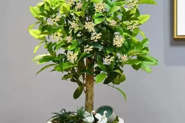 图片[3]-盆栽桂花树管理方法：盆土配制与日常养护的要点-会东网