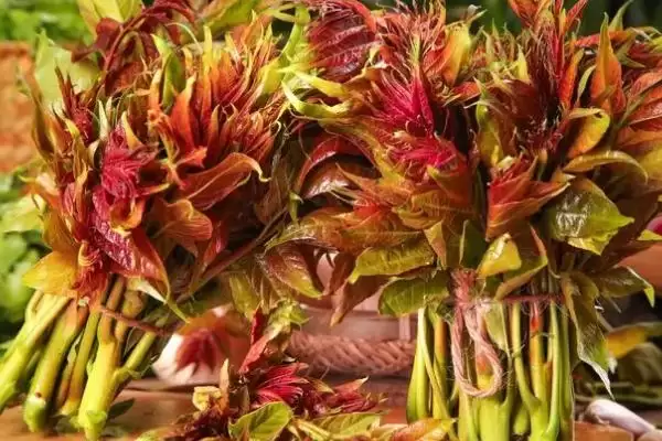 图片[5]-香椿在农村很少有人种植的原因和要点？分析香椿农村种植情况需关注什么？-会东网