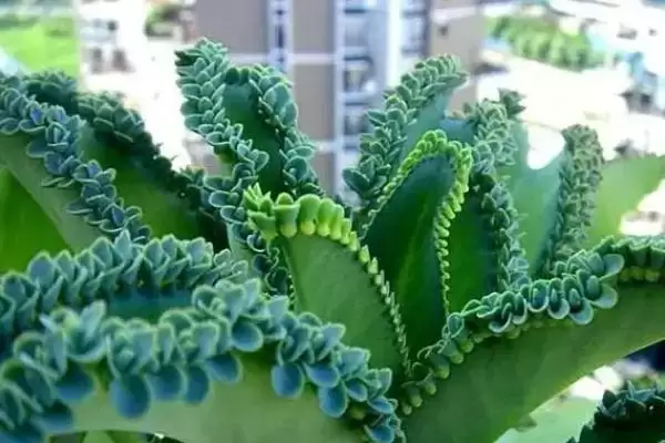 图片[2]-落地生根是怎样的植物 ,落地生根属于什么科植物-会东网