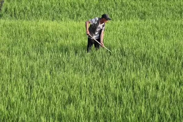 图片[3]-为何既要鼓励农民种地又要控制粮食价格？探讨此现象要分析哪些粮食市场、民生和农业发展因素？-会东网