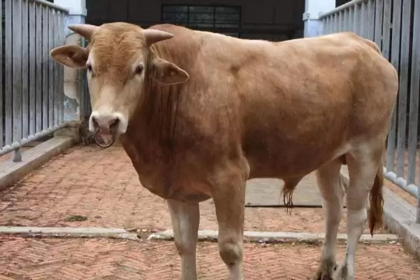 买牛常见的骗局有哪些 ,买牛需警惕哪 4 种常见骗局插图1