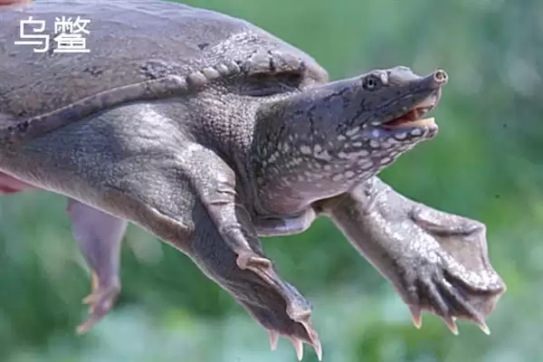 乌鳖是什么?认识乌鳖要了解哪些关键的生物分类、形态和习性要点?插图5 乌鳖是什么?认识乌鳖要了解哪些关键的生物分类、形态和习性要点?插图5