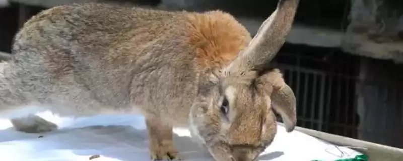 塞北兔的由来？了解塞北兔由来要探究哪些品种培育历史？-会东网