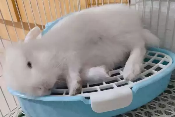 兔子身上的屎怎么清理?清理兔子身上粪便要掌握哪些正确的清洁方法和要点?插图4 兔子身上的屎怎么清理?清理兔子身上粪便要掌握哪些正确的清洁方法和要点?插图4