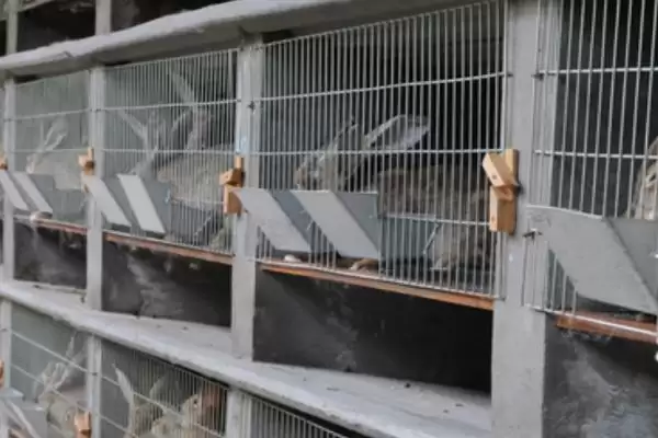 兔子养殖回收是真是假?判断兔子养殖回收真实性要分析哪些市场和合同因素?插图1 兔子养殖回收是真是假?判断兔子养殖回收真实性要分析哪些市场和合同因素?插图1