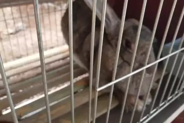 思麻兔的养殖前景?分析思麻兔养殖前景要考虑哪些市场和产业因素?插图3 思麻兔的养殖前景?分析思麻兔养殖前景要考虑哪些市场和产业因素?插图3