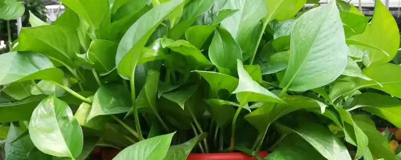 绿萝的种植方法有哪些 ,绿萝种植选什么土壤好-会东网