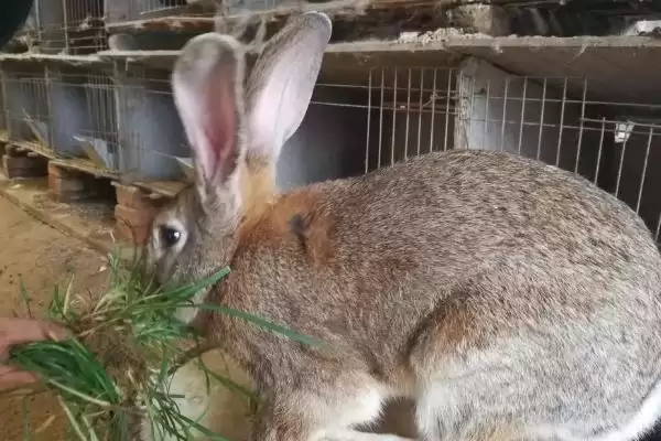 农村兔子养殖要点：注意养殖密度的科学管理插图4
