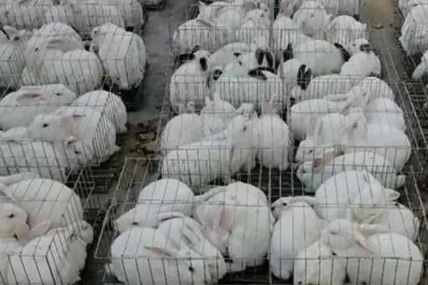 兔瘟是什么？认识兔瘟要了解哪些关键的兔类疾病特性和传播方式？插图2