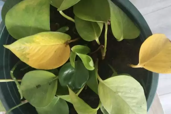 让绿萝的叶子变得又大又绿的方法?养护绿萝使叶子变大变绿要掌握哪些养护要点?插图5 让绿萝的叶子变得又大又绿的方法?养护绿萝使叶子变大变绿要掌握哪些养护要点?插图5