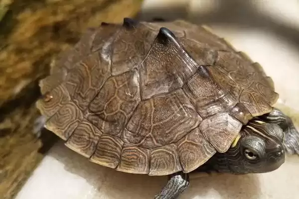 乌龟能否一直泡在水里的要点和判断?判断乌龟泡水情况需注意什么?插图3 乌龟能否一直泡在水里的要点和判断?判断乌龟泡水情况需注意什么?插图3