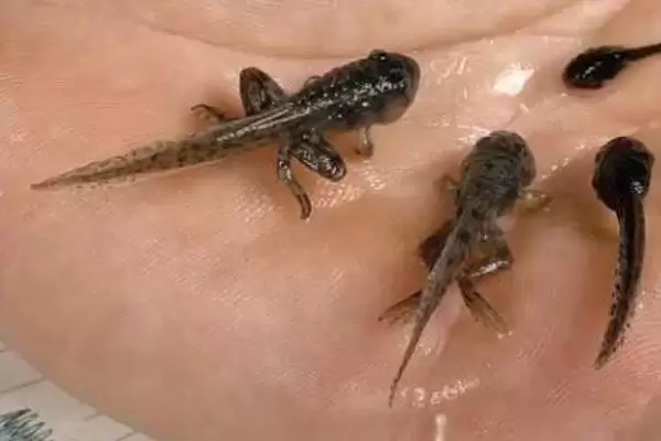 蝌蚪变青蛙的时间 ,蝌蚪变成青蛙一般需要多久呢?插图3 蝌蚪变青蛙的时间 ,蝌蚪变成青蛙一般需要多久呢?插图3