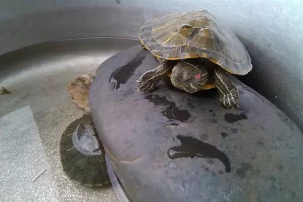 乌龟不吃东西如何处理?解决乌龟不吃东西问题要采取哪些有效措施和方法?插图1 乌龟不吃东西如何处理?解决乌龟不吃东西问题要采取哪些有效措施和方法?插图1