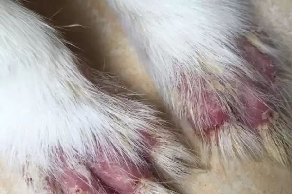 兔子脱毛的原因?探究兔子脱毛原因要考虑哪些兔子生理、饲养和环境因素?插图2 兔子脱毛的原因?探究兔子脱毛原因要考虑哪些兔子生理、饲养和环境因素?插图2