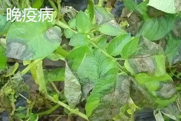 马铃薯早疫病和晚疫病有何区别 ,马铃薯早晚疫病病斑有何不同插图2 马铃薯早疫病和晚疫病有何区别 ,马铃薯早晚疫病病斑有何不同插图2