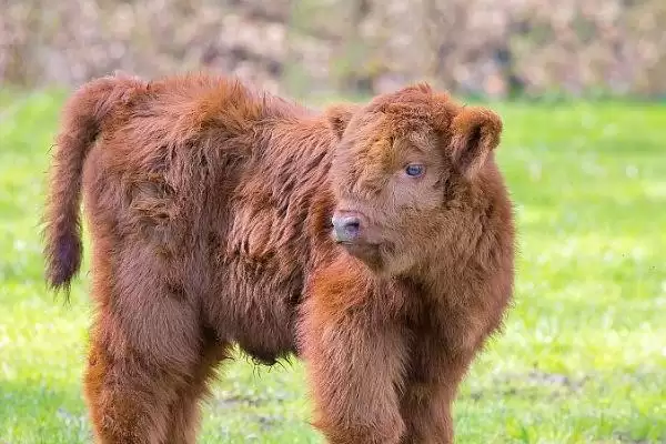 新生牛犊体温低的处理方法和要点?解决新生牛犊低温需注意哪些关键?插图2 新生牛犊体温低的处理方法和要点?解决新生牛犊低温需注意哪些关键?插图2