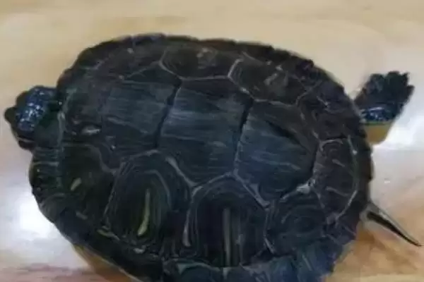 乌龟的适温?了解乌龟适宜温度要知晓哪些乌龟生理和生长习性要点?插图2 乌龟的适温?了解乌龟适宜温度要知晓哪些乌龟生理和生长习性要点?插图2