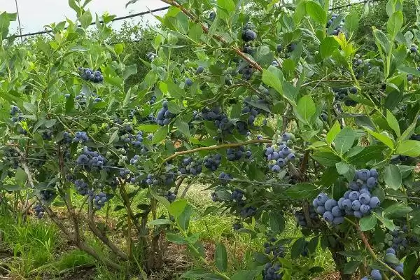 蓝莓中的佼佼者:杜克蓝莓、美登蓝莓又甜又大又早熟插图6 蓝莓中的佼佼者:杜克蓝莓、美登蓝莓又甜又大又早熟插图6