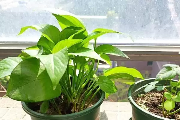 绿萝叶片发黑如何处理好 ,绿萝叶片发黑怎样应对插图6 绿萝叶片发黑如何处理好 ,绿萝叶片发黑怎样应对插图6