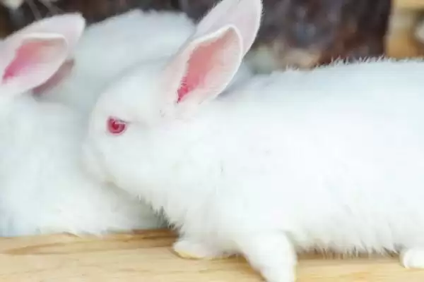 兔子打喷嚏的原因及防治方法？探究兔子打喷嚏原因并防治要考虑哪些因素？插图2