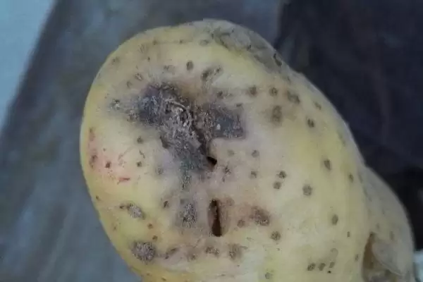 马铃薯为什么会腐烂 ,马铃薯根块过大有何影响插图1 马铃薯为什么会腐烂 ,马铃薯根块过大有何影响插图1