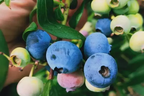蓝莓中的佼佼者:杜克蓝莓、美登蓝莓又甜又大又早熟插图2 蓝莓中的佼佼者:杜克蓝莓、美登蓝莓又甜又大又早熟插图2