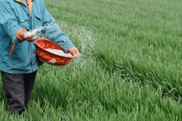 小麦追肥时期的要点和判断?确定小麦追肥时期需考虑哪些关键因素?插图1 小麦追肥时期的要点和判断?确定小麦追肥时期需考虑哪些关键因素?插图1