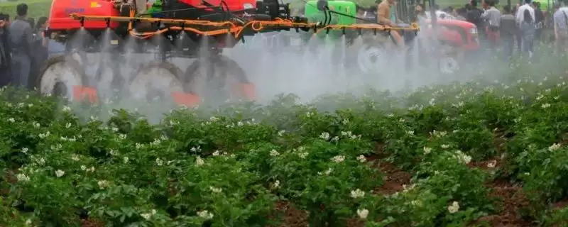 土豆何时需要控旺?确定土豆控旺时机要考虑哪些生长周期和环境因素?-会东网